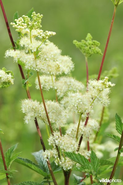 Moerasspirea