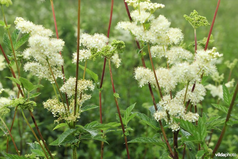 Moerasspirea