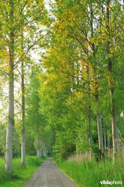 Vlassenbroekse Polders