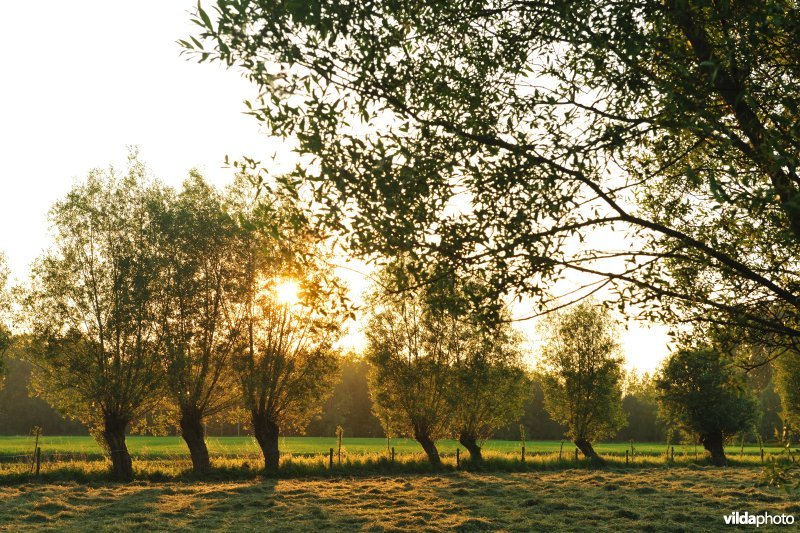 Vlassenbroekse Polders