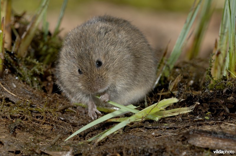 Noordse woelmuis