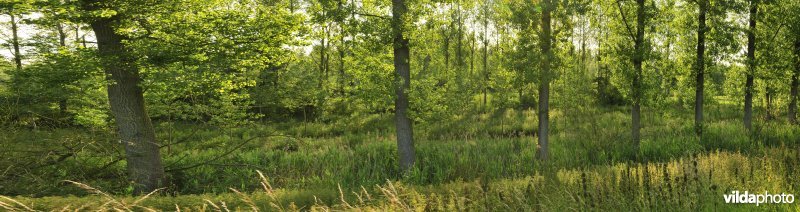 Vlassenbroekse Polders