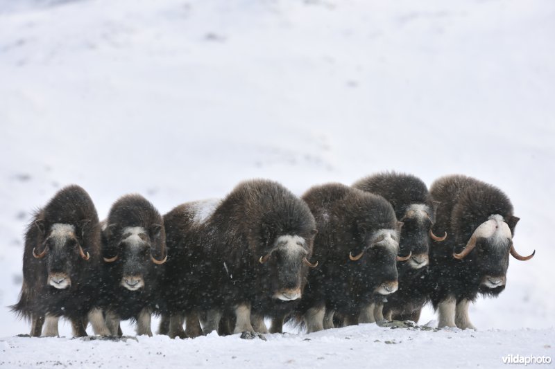 Muskusos in de sneeuw