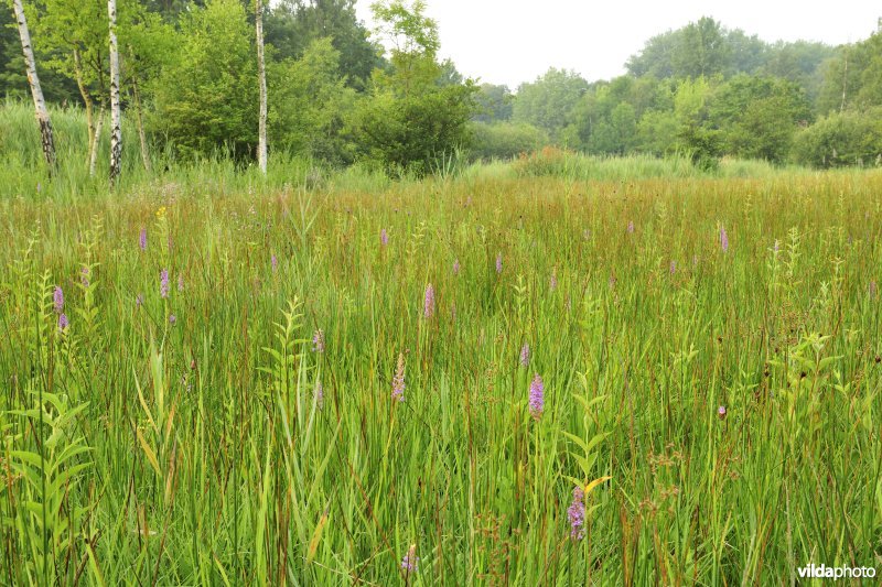 Natuurreservaat Torfbroek