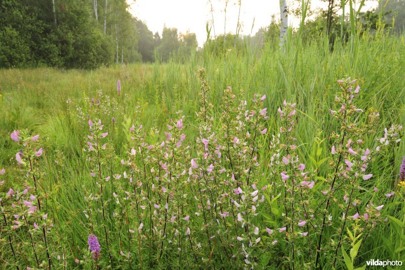 Natuurreservaat Torfbroek