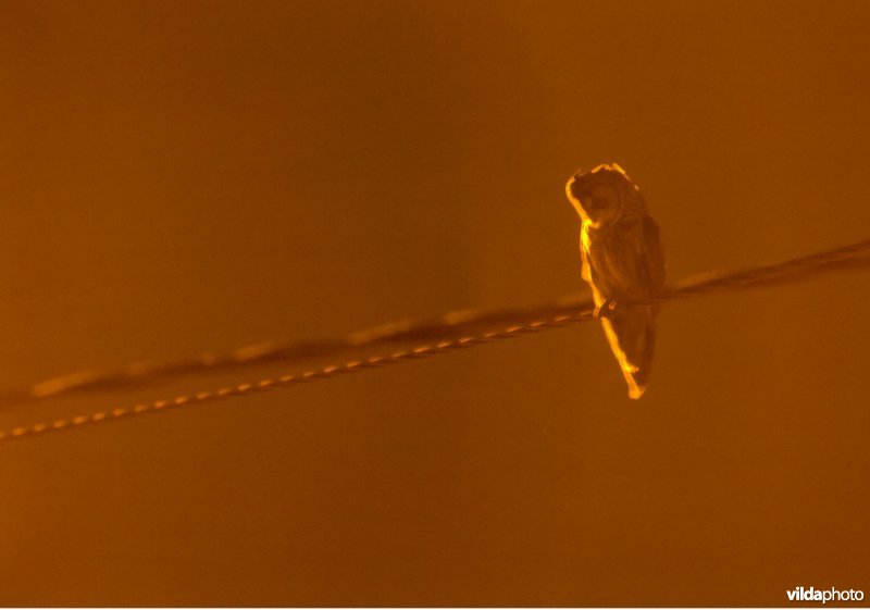 Ransuil op telefoondraad