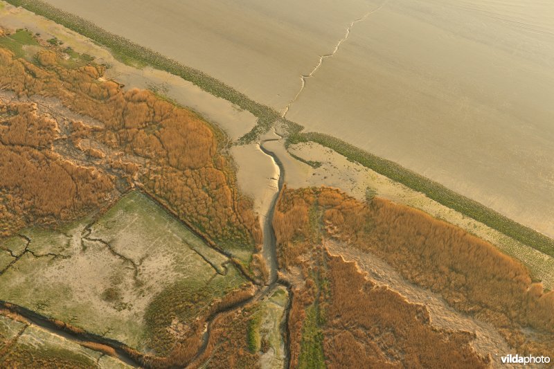 Paardenschor in Doel