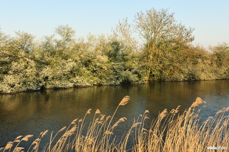 Bloeiende Sleedoorn langs de IJzer