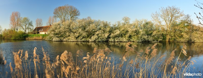 Bloeiende Sleedoorn langs de IJzer