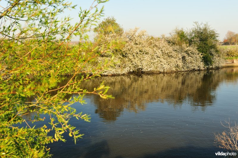 Bloeiende Sleedoorn langs de IJzer