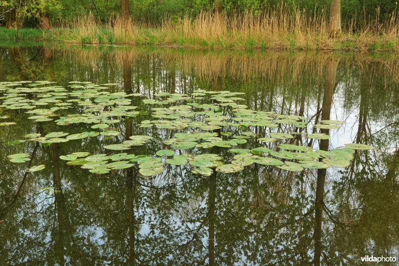 Gele plomp in het Donkmeer