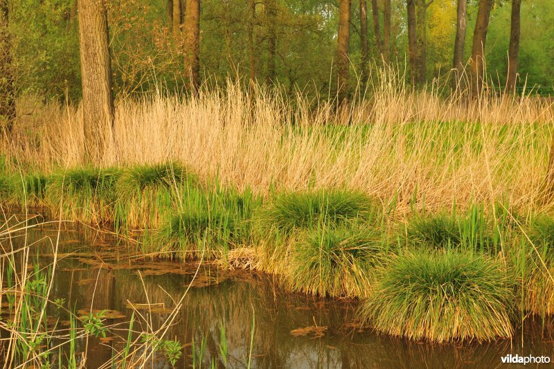 Pluimzegge in het Donkmeer