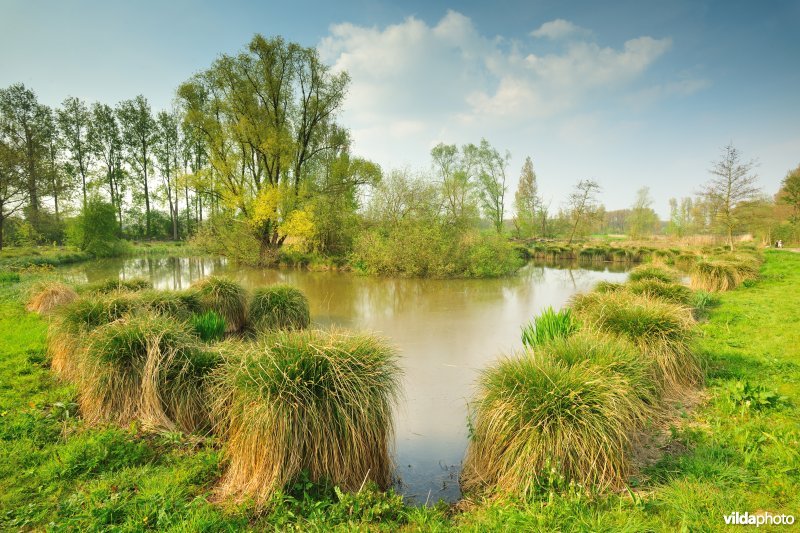 Pluimzegge in het Donkmeer