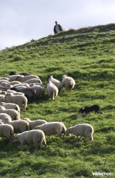 Schaapherder met hond en kudde