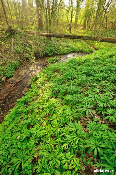 Bronbos in de Vlaamse Ardennen