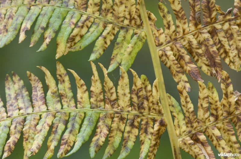 Adelaarsvaren in detail