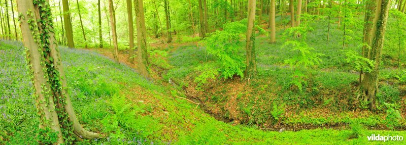 Everbeekse Bossen