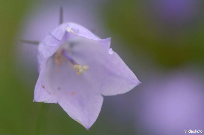 Bloem van Grasklokje