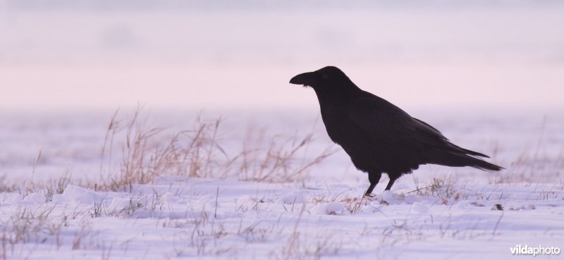 Raaf in ochtendlicht