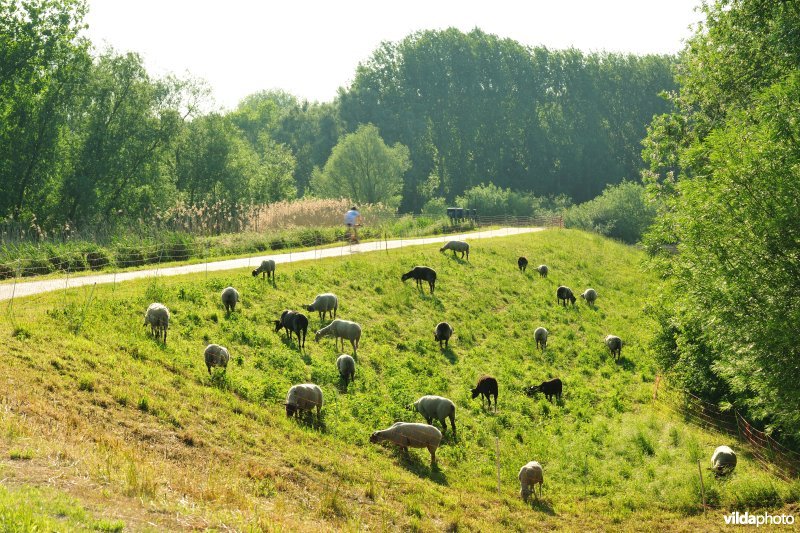 Durmedijkbegrazing aan het Grootbroek