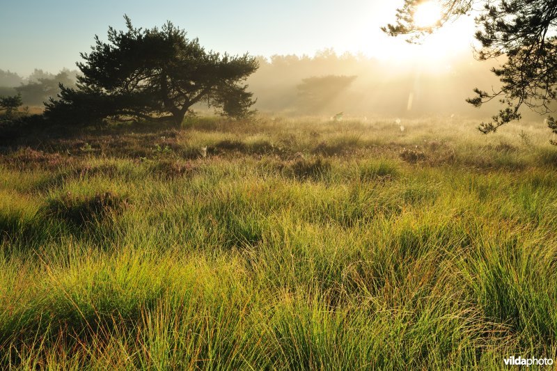 Kalmthoutse Heide