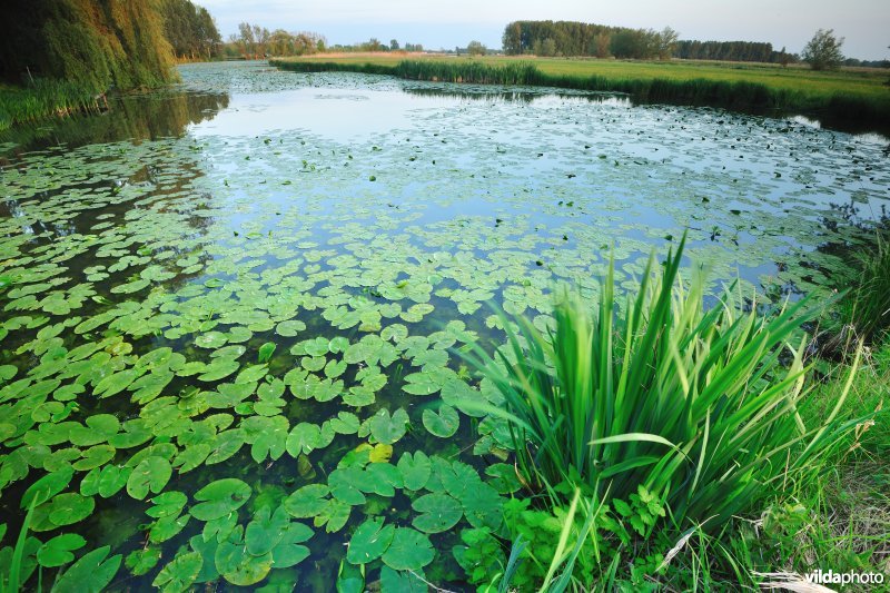 Oude Schelde