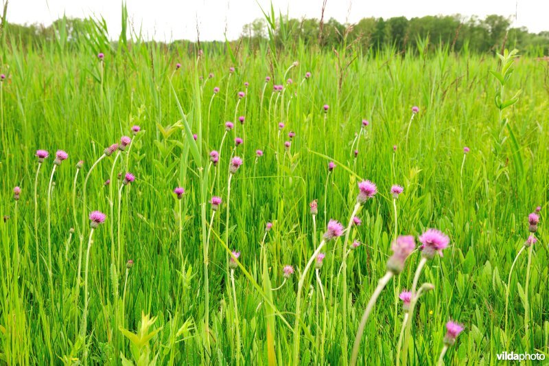 Spaanse ruiter in de Langdonken