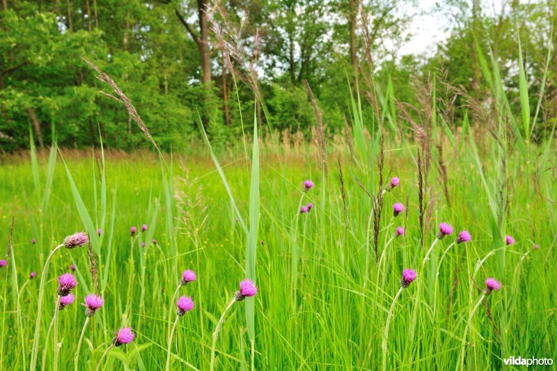 Spaanse ruiter in de Langdonken