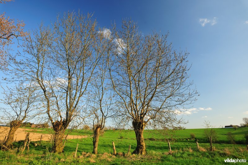 Vlaamse Ardennen