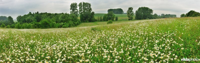 Rosdel in Hoegaarden