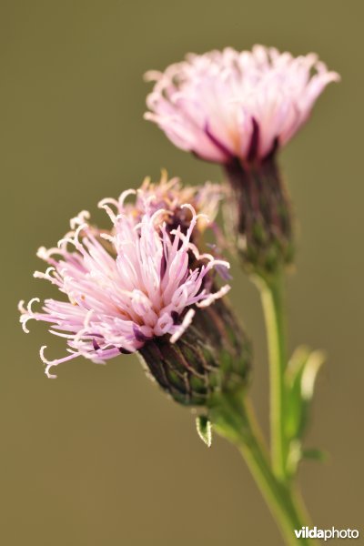 Zaagblad