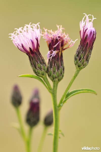 Zaagblad