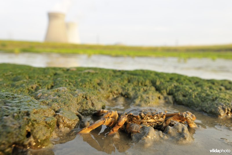 Ingravende Wolhandkrab langs de Schelde