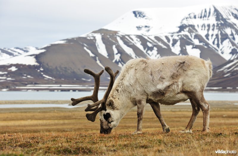 Spitsbergen-rendier