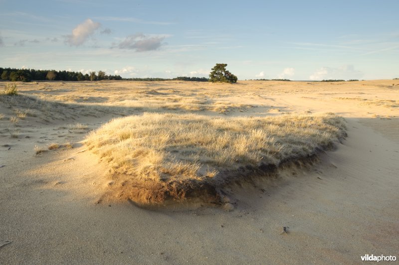 Stuifzand op de Veluwe