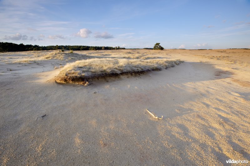 Stuifzand op de Veluwe