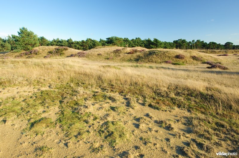 Stuifzandlandschap op de Hoge Veluwe