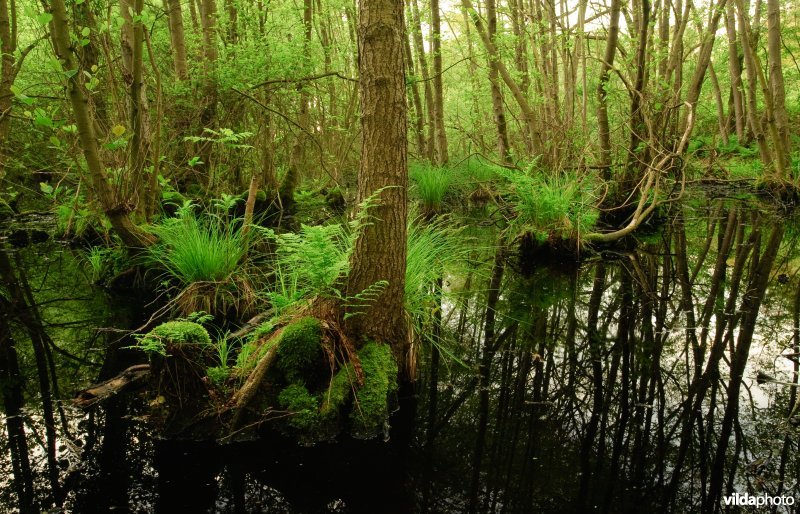 Elzenbroekbos
