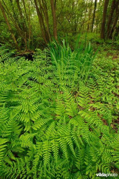 Brede stekelvaren in moerasbos