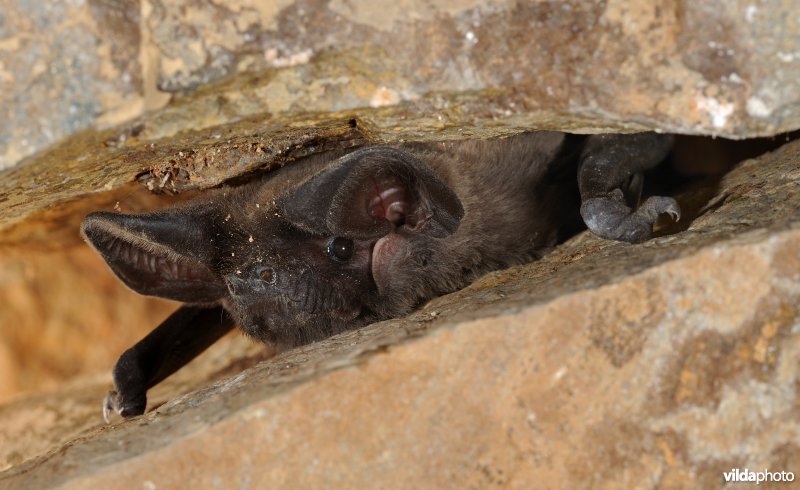Bulvleermuis in een rotsspleet