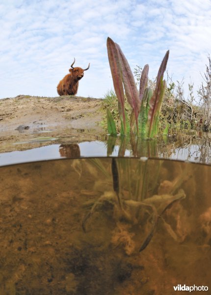 Hooglander heeft dorst