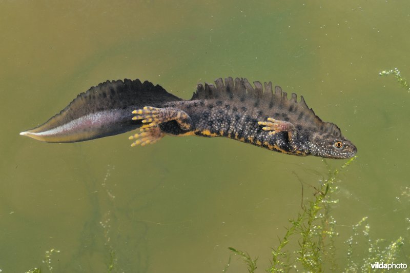 Zwemmende kamsalamander