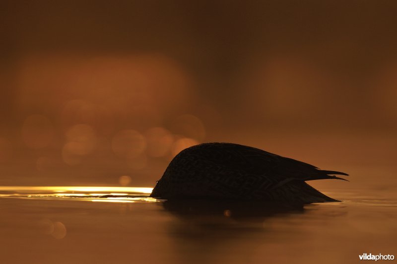 Grondelende Pijlstaart