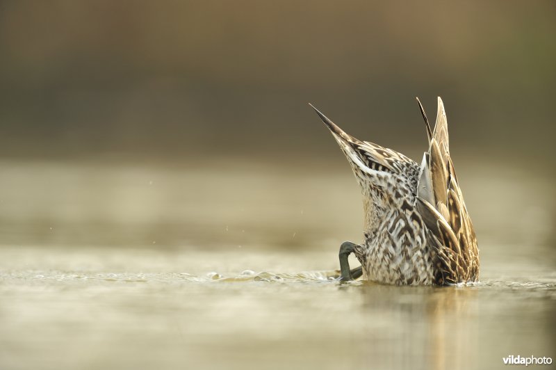 Grondelende Pijlstaart