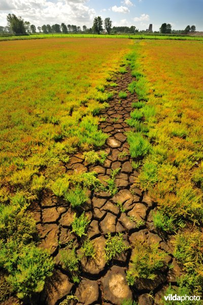 Zeekraal in de Dudzeelse Polder