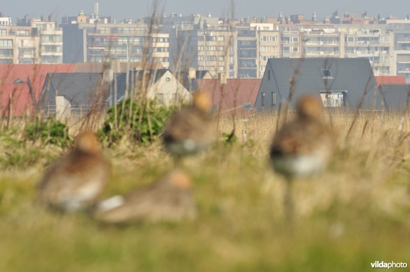 Grutto's in de Uitkerkse Polders