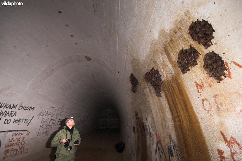 Vleermuizen tellen in Nietoperek