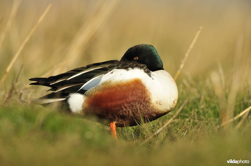 Rustend mannetje Slobeend