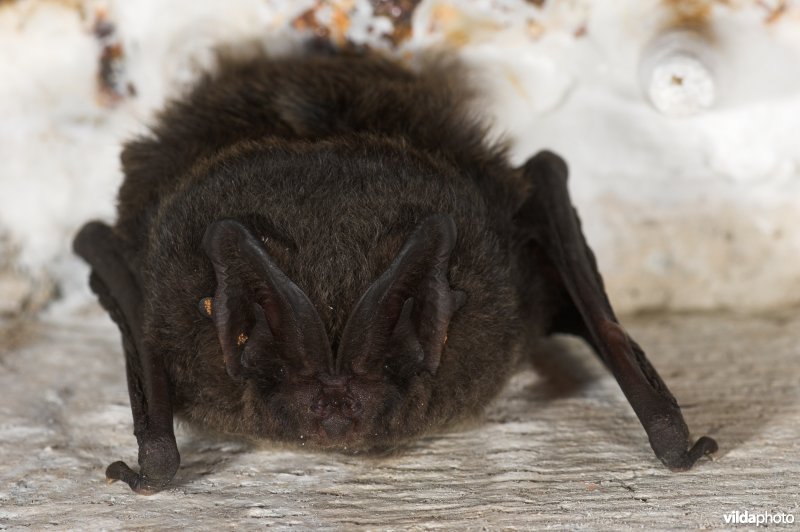 Mopsvleermuis in winterslaap