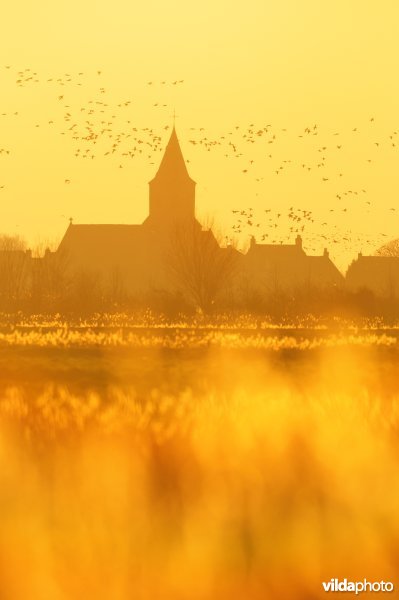 Natuurreservaat Uitkerkse Polders